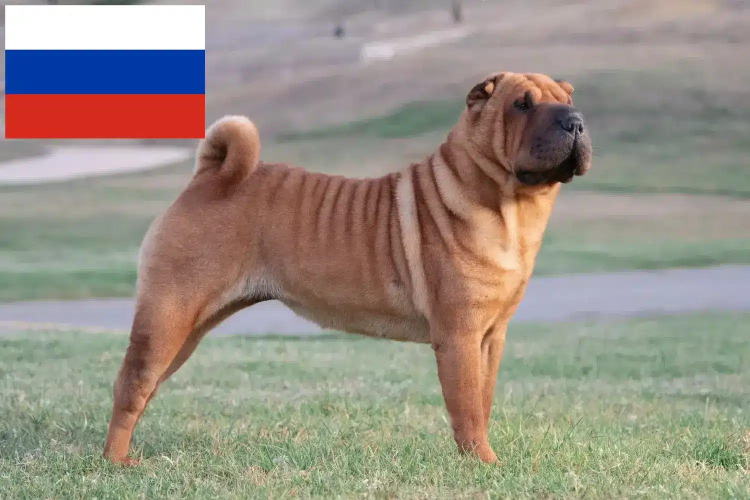 Lee más sobre el artículo Criadores de Shar-Pei y cachorros en Rusia