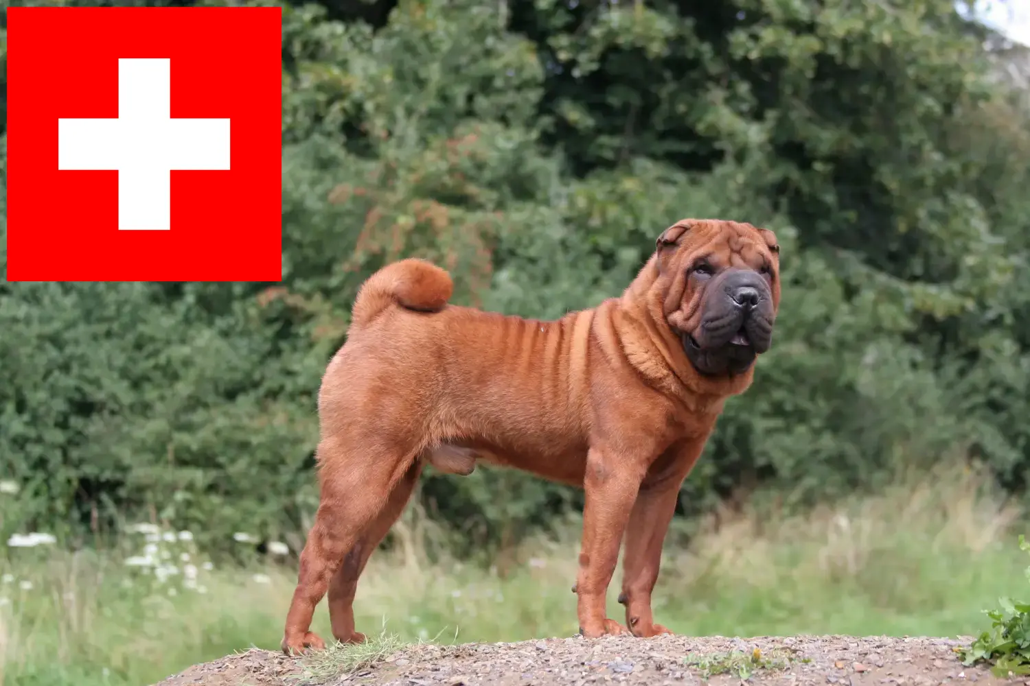 Lee más sobre el artículo Criadores de Shar-Pei y cachorros en Suiza