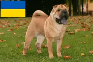 Lee más sobre el artículo Criadores de Shar-Pei y cachorros en Ucrania