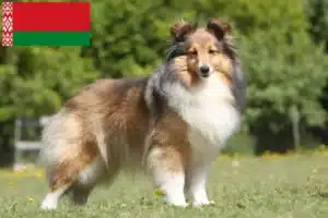 Lee más sobre el artículo Criadores de Sheltie y cachorros en Bielorrusia