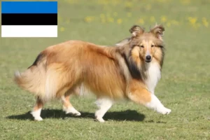 Lee más sobre el artículo Criadores de Sheltie y cachorros en Estonia