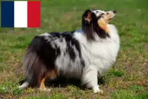 Lee más sobre el artículo Criadores de Sheltie y cachorros en Francia