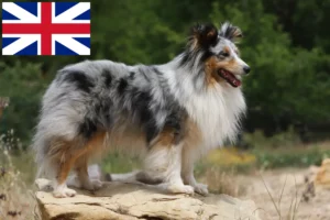 Lee más sobre el artículo Criadores de Sheltie y cachorros en Gran Bretaña