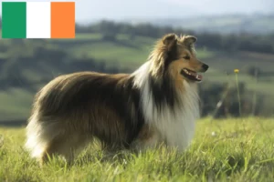 Lee más sobre el artículo Criadores de Sheltie y cachorros en Irlanda