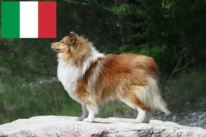 Lee más sobre el artículo Criadores de Sheltie y cachorros en Italia