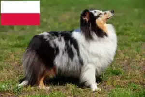 Lee más sobre el artículo Criadores de Sheltie y cachorros en Polonia