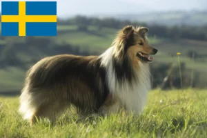 Lee más sobre el artículo Criadores de Sheltie y cachorros en Suecia