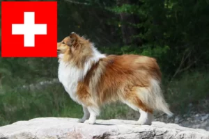 Lee más sobre el artículo Criadores de Sheltie y cachorros en Suiza