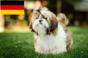 Lee más sobre el artículo Criadores de Shih Tzu y cachorros en Alemania