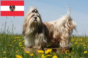 Lee más sobre el artículo Criadores de Shih Tzu y cachorros en Austria