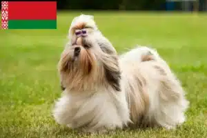 Lee más sobre el artículo Criadores de Shih Tzu y cachorros en Bielorrusia