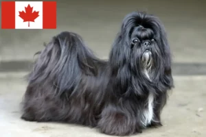 Lee más sobre el artículo Criadores de Shih Tzu y cachorros en Canadá