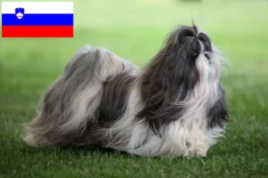 Lee más sobre el artículo Criadores de Shih Tzu y cachorros en Eslovenia