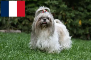 Lee más sobre el artículo Criadores de Shih Tzu y cachorros en Francia