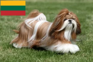 Lee más sobre el artículo Criadores de Shih Tzu y cachorros en Lituania