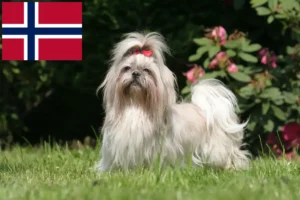 Lee más sobre el artículo Criadores de Shih Tzu y cachorros en Noruega