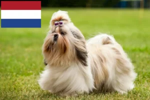 Lee más sobre el artículo Criadores de Shih Tzu y cachorros en los Países Bajos