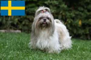 Lee más sobre el artículo Criadores de Shih Tzu y cachorros en Suecia