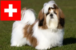 Lee más sobre el artículo Criadores de Shih Tzu y cachorros en Suiza