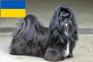 Lee más sobre el artículo Criadores de Shih Tzu y cachorros en Ucrania