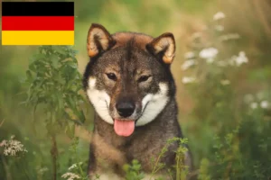 Lee más sobre el artículo Criadores de Shikoku y cachorros en Alemania