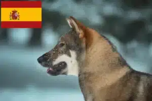 Lee más sobre el artículo Criadores y cachorros de Shikoku en España