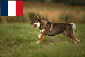 Lee más sobre el artículo Criadores de Shikoku y cachorros en Francia