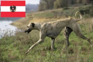 Lee más sobre el artículo Criadores de Sloughi y cachorros en Austria