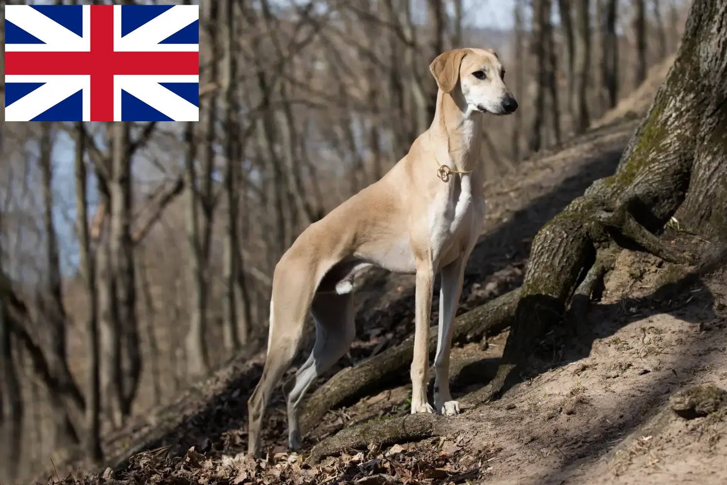 Lee más sobre el artículo Criadores de Sloughi y cachorros en Gran Bretaña