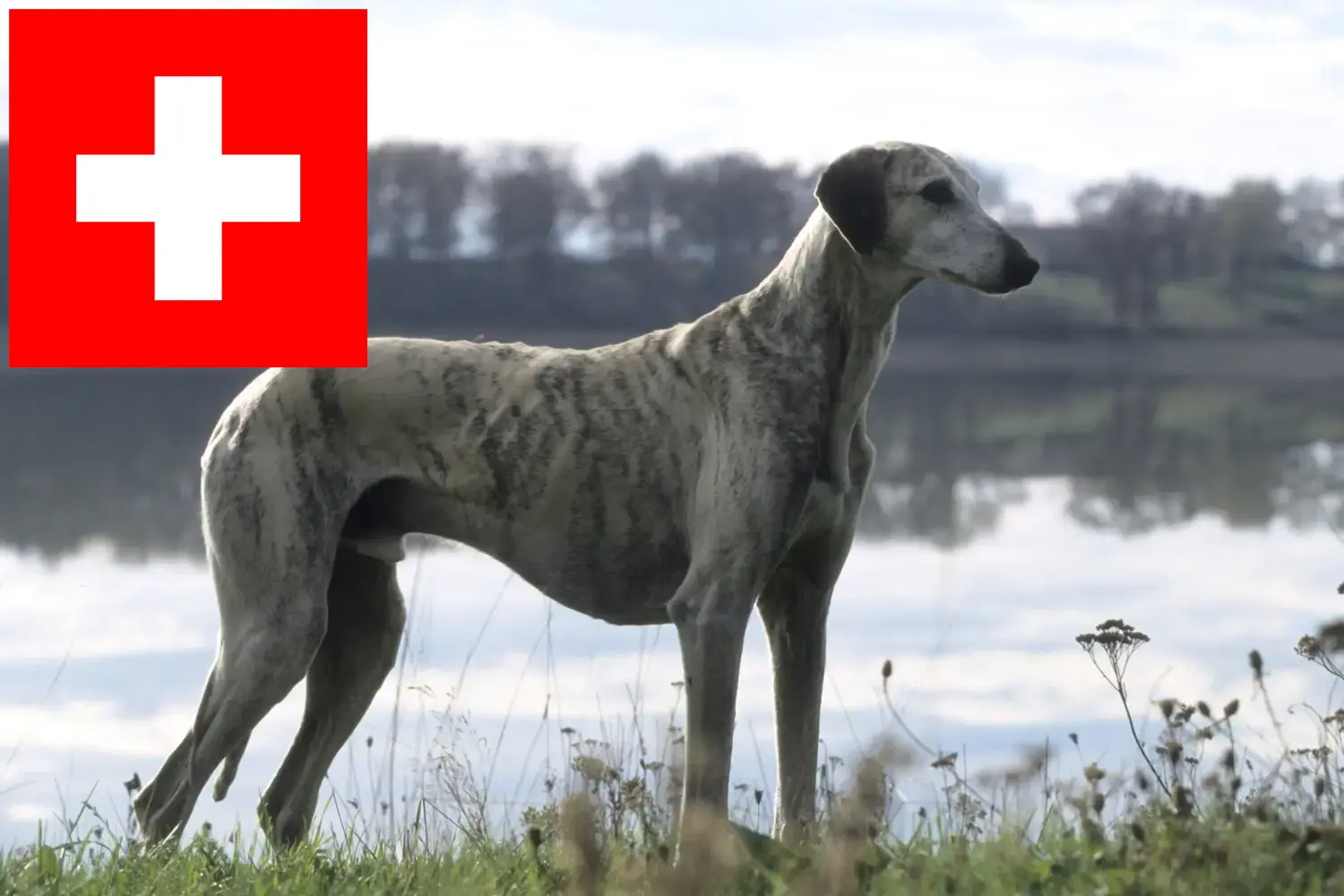 Lee más sobre el artículo Criadores de Sloughi y cachorros en Suiza