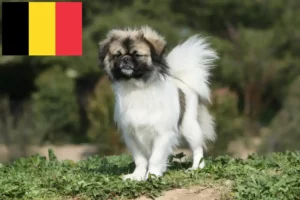 Lee más sobre el artículo Criadores de Spaniel Tibetano y cachorros en Bélgica