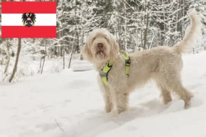 Lee más sobre el artículo Criadores de Spinone Italiano y cachorros en Austria