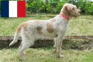 Lee más sobre el artículo Criadores de Spinone Italiano y cachorros en Francia