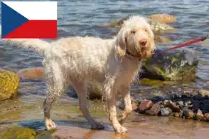 Lee más sobre el artículo Spinone Italiano criadores y cachorros en la República Checa