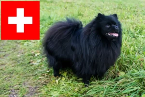 Lee más sobre el artículo Criadores de Spitz y cachorros en Suiza