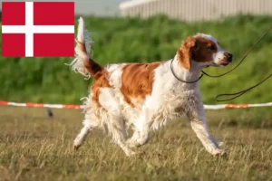 Lee más sobre el artículo Welsh Springer Spaniel criadores y cachorros en Dinamarca