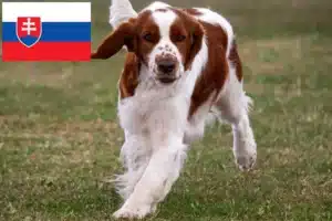 Lee más sobre el artículo Welsh Springer Spaniel criadores y cachorros en Eslovaquia