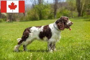 Lee más sobre el artículo Criadores de Springer Spaniel Inglés y cachorros en Canadá