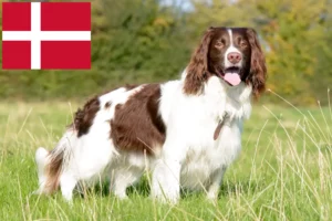 Lee más sobre el artículo Criadores de Springer Spaniel Inglés y cachorros en Dinamarca