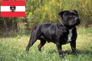 Lee más sobre el artículo Staffordshire Bull Terrier criadores y cachorros en Austria