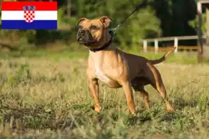 Lee más sobre el artículo Criadores de Staffordshire Bull Terrier y cachorros en Croacia