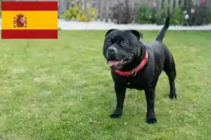 Lee más sobre el artículo Criadores y cachorros de Staffordshire Bull Terrier en España