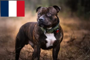 Lee más sobre el artículo Criadores de Staffordshire Bull Terrier y cachorros en Francia