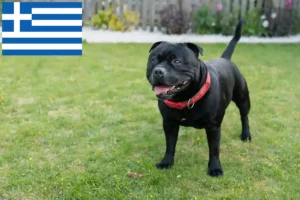 Lee más sobre el artículo Staffordshire Bull Terrier criadores y cachorros en Grecia