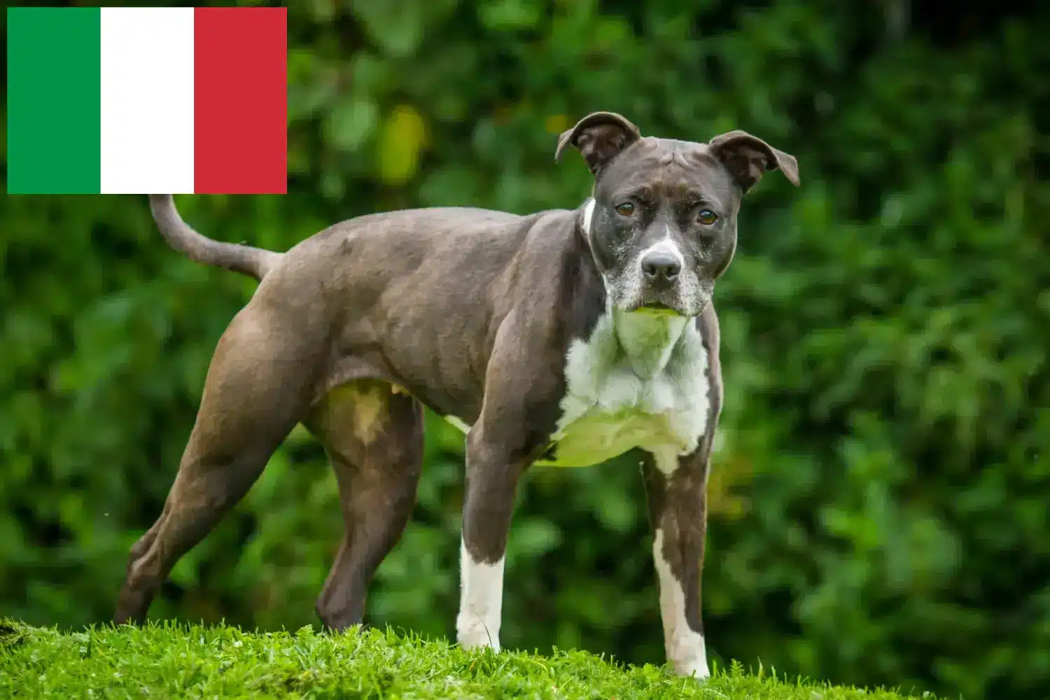 Lee más sobre el artículo Staffordshire Bull Terrier criadores y cachorros en Italia