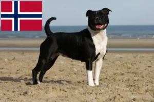 Lee más sobre el artículo Staffordshire Bull Terrier criadores y cachorros en Noruega