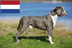 Lee más sobre el artículo Criadores y cachorros de Staffordshire Bull Terrier en los Países Bajos