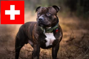 Lee más sobre el artículo Staffordshire Bull Terrier criadores y cachorros en Suiza