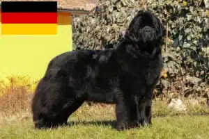 Lee más sobre el artículo Criadores y cachorros de Terranova en Alemania