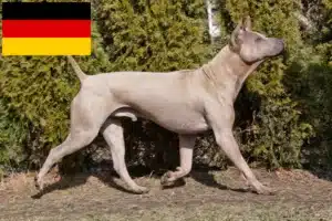 Lee más sobre el artículo Criadores y cachorros de Thai Ridgeback en Alemania